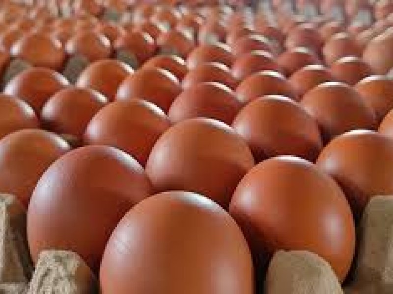 Telur Ayam Negeri 1 KG